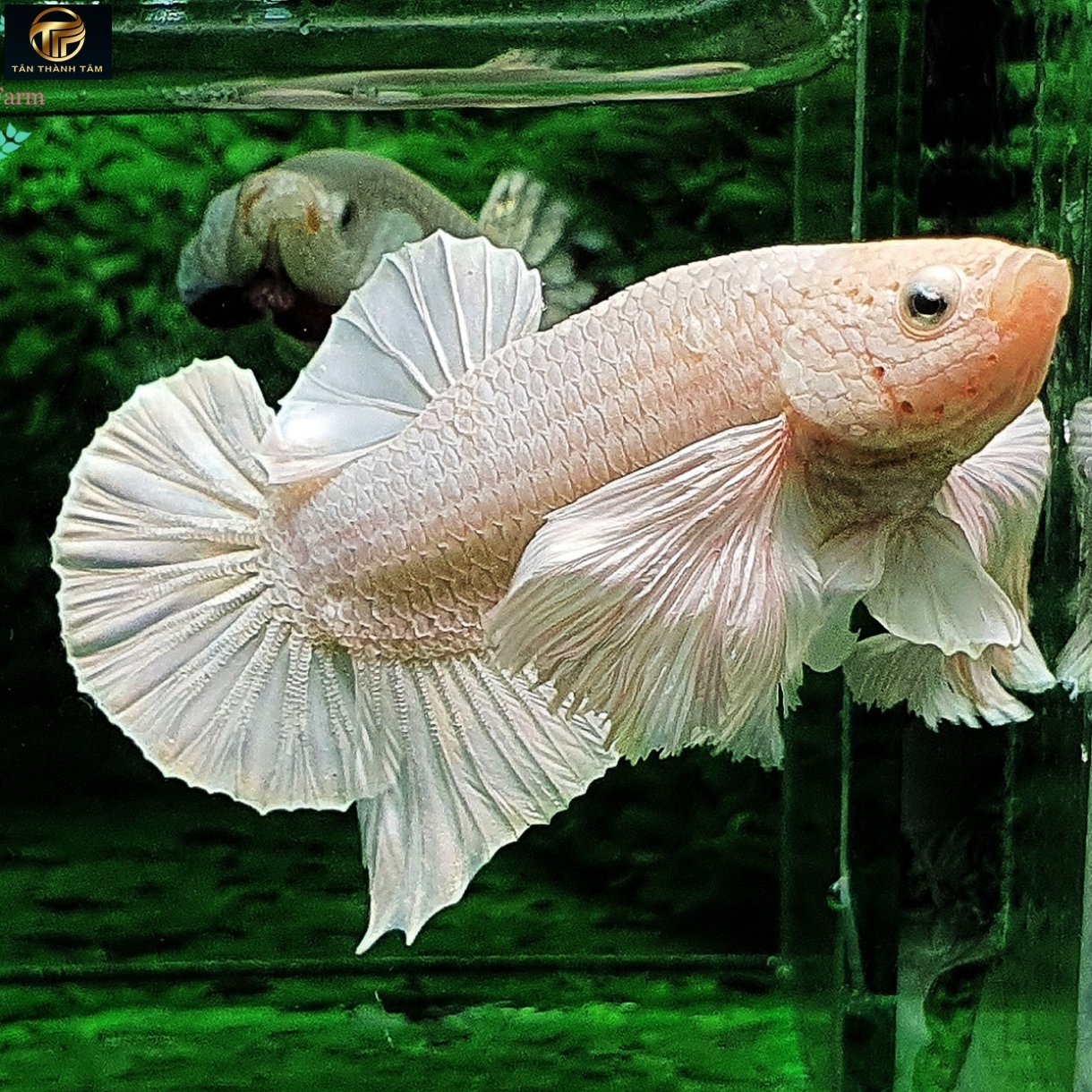 Dumbo White Plakat /Cá Betta đuôi ngắn tay bơi to màu trắng