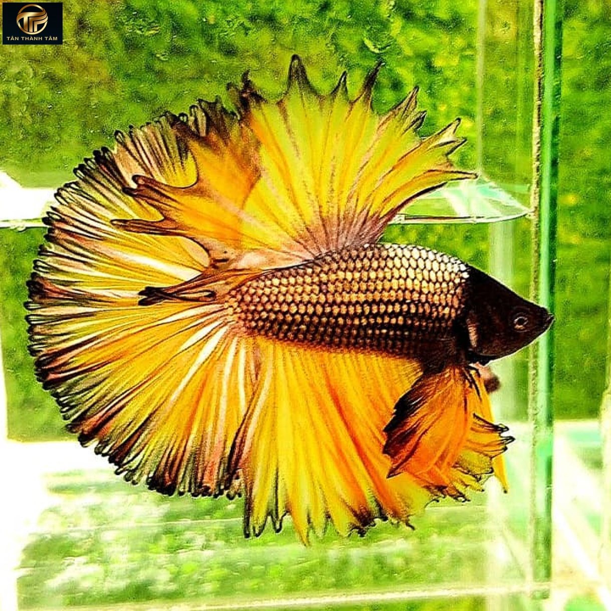 Copper Gas Halfmoon /Cá Betta đuôi dài màu đồng – vàng