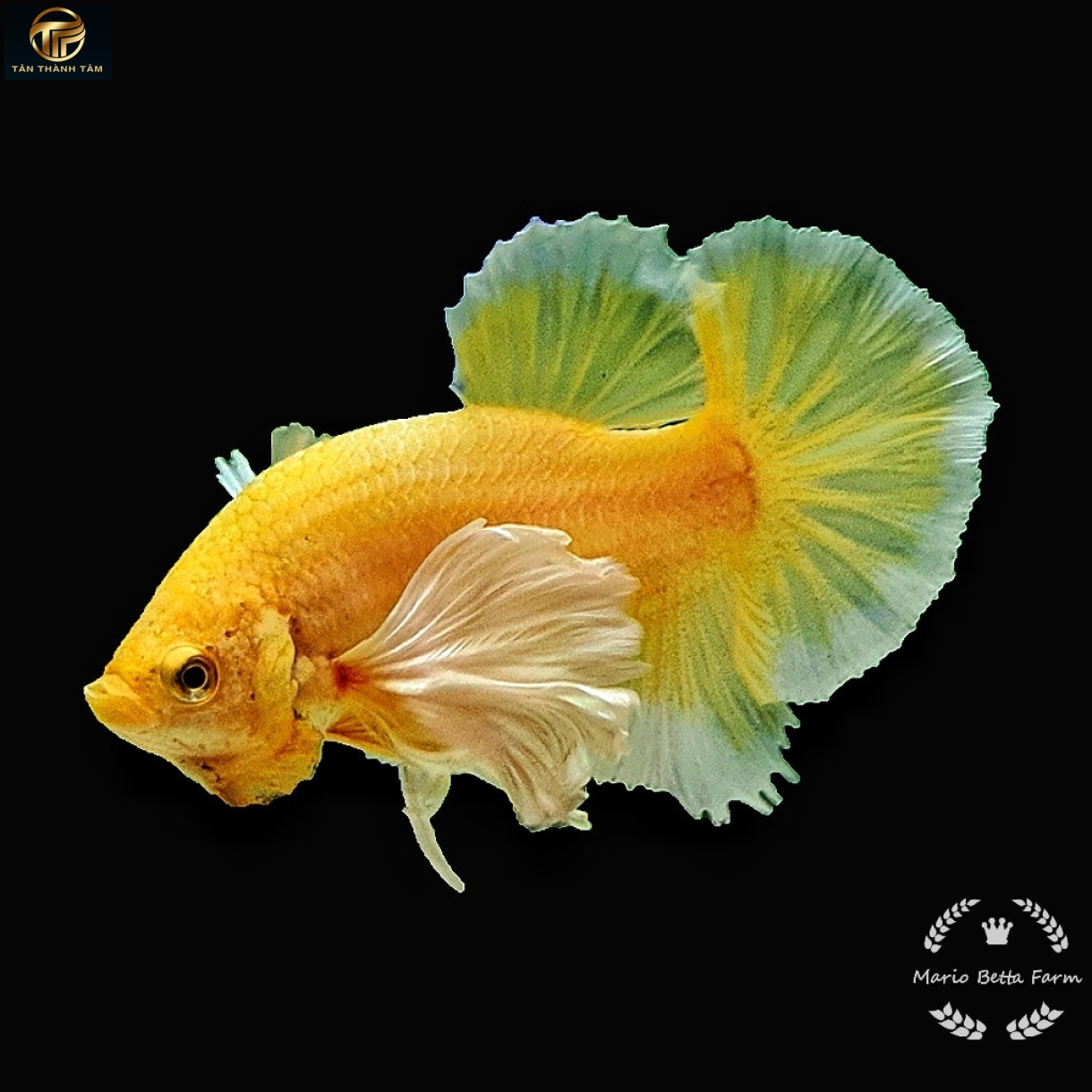 Dumbo Gold Plakat /Cá Betta đuôi ngắn tay bơi to màu vàng ánh kim