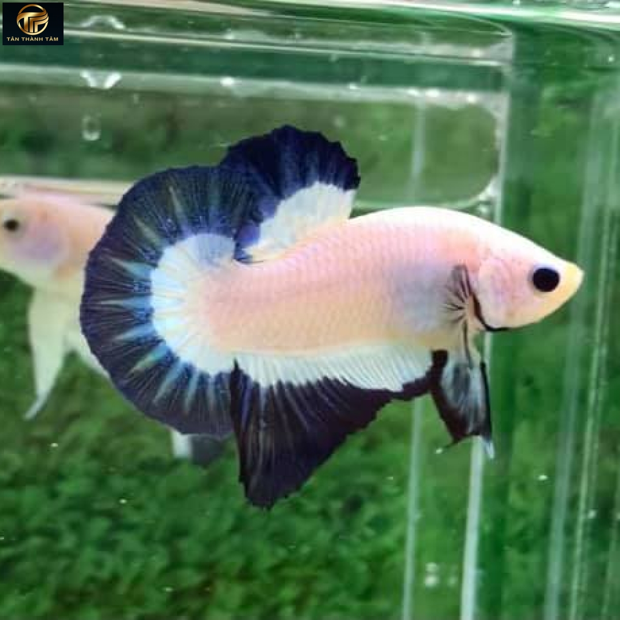 Blue Rim (Marble) Plakat /Cá Betta Marble sạch đuôi ngắn