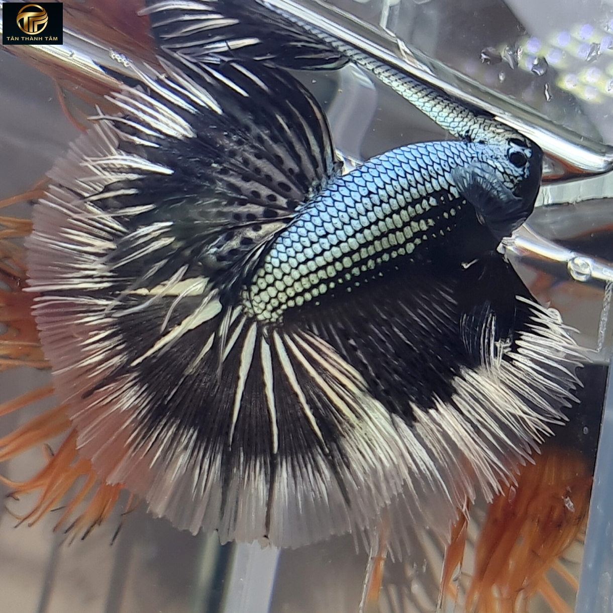 Copper Black Butterfly Halfmoon /Cá Betta đuôi dài màu đồng – đen, viền bướm