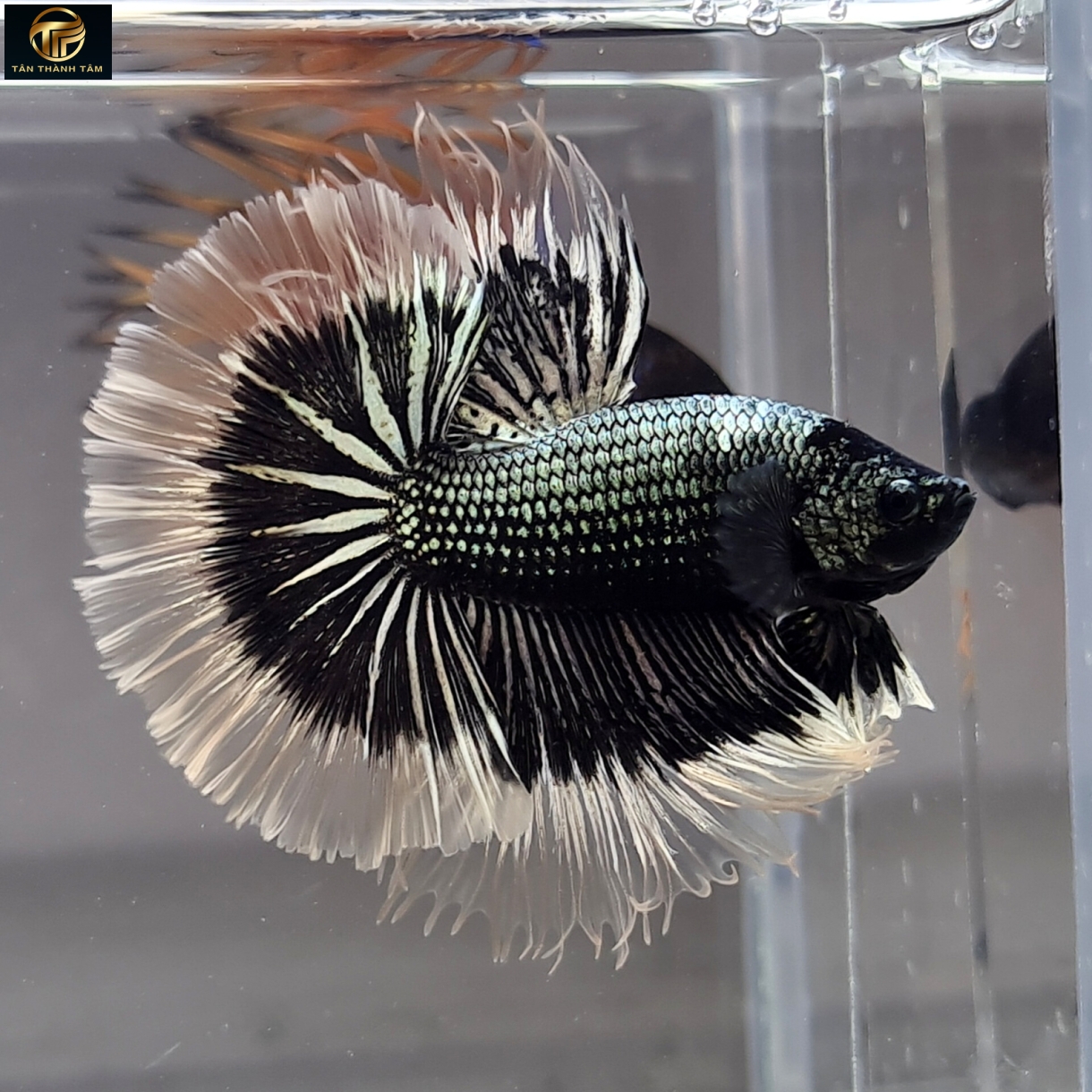Copper Black Butterfly Halfmoon /Cá Betta đuôi dài màu đồng – đen, viền bướm