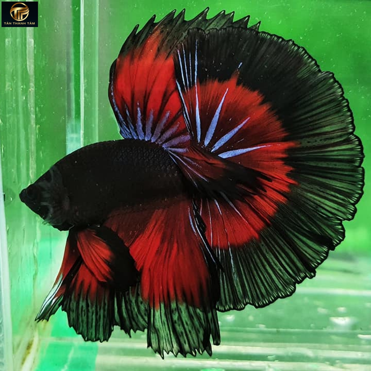 Copper Red Black Lace Halfmoon /Cá Betta đuôi dài màu đồng– đỏ - viền đen