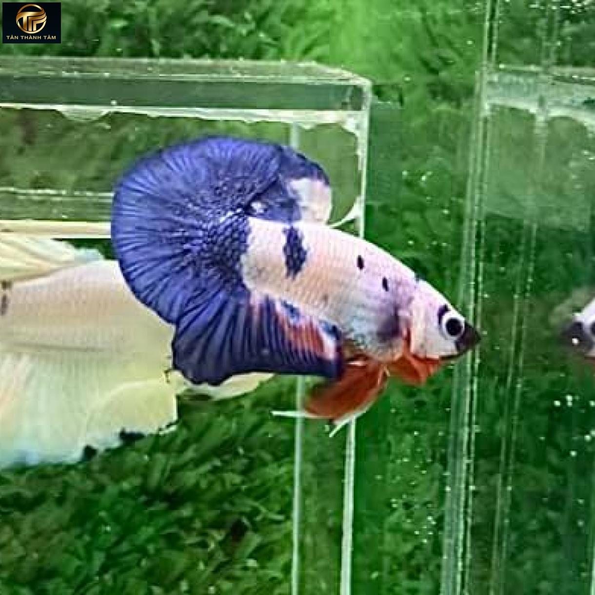 Marble Dot Plakat /Cá Betta Marble Dot đuôi ngắn