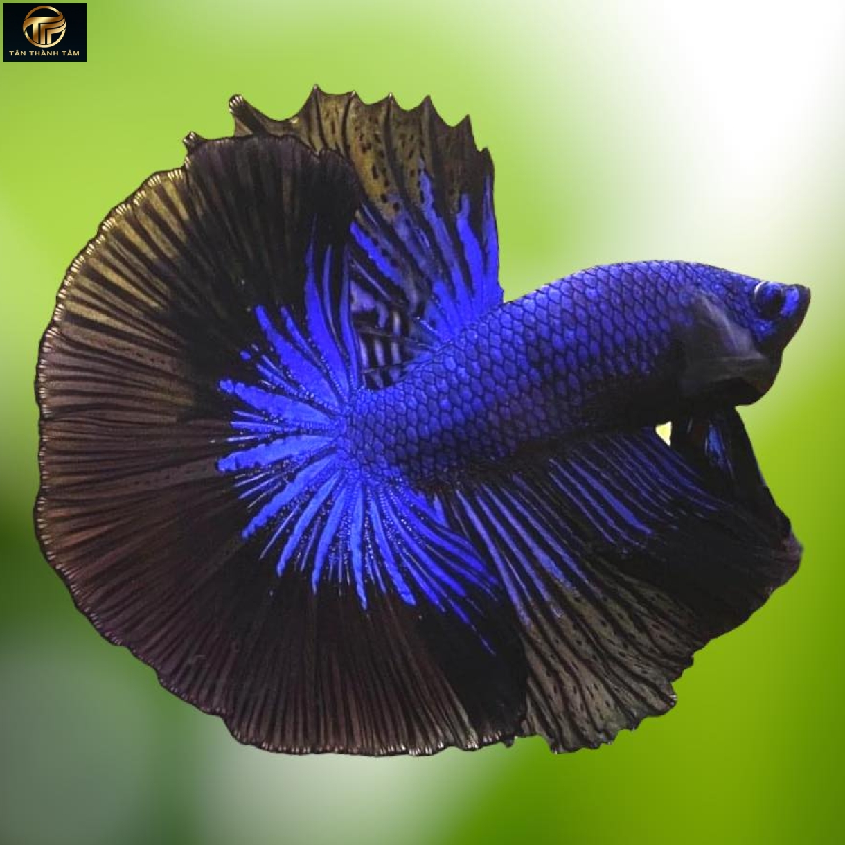 Blue Black Lace Halfmoon /Cá Betta đuôi dài màu xanh dương– viền đen