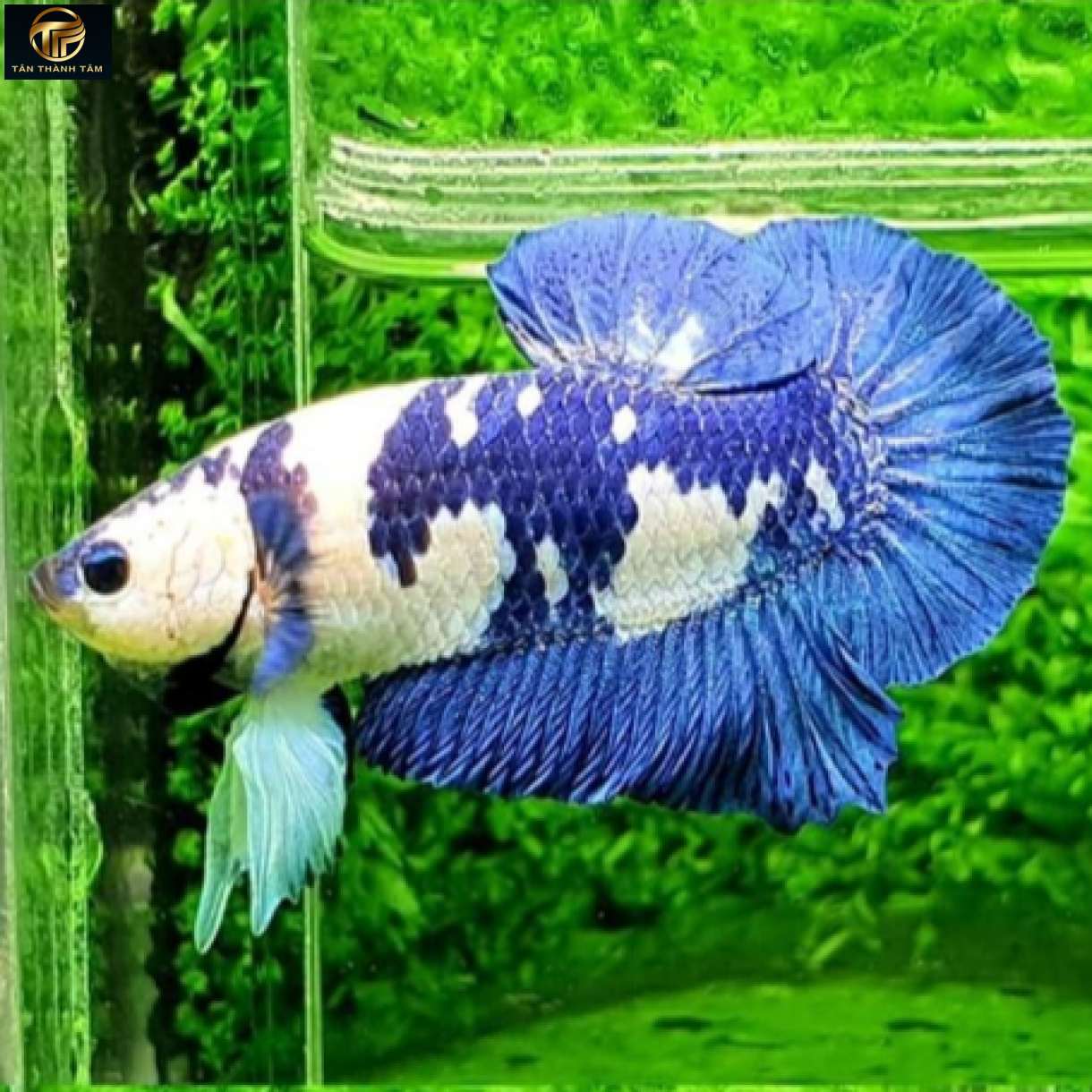 Marble Dairy Cow Plakat /Cá Betta bò sữa đuôi ngắn