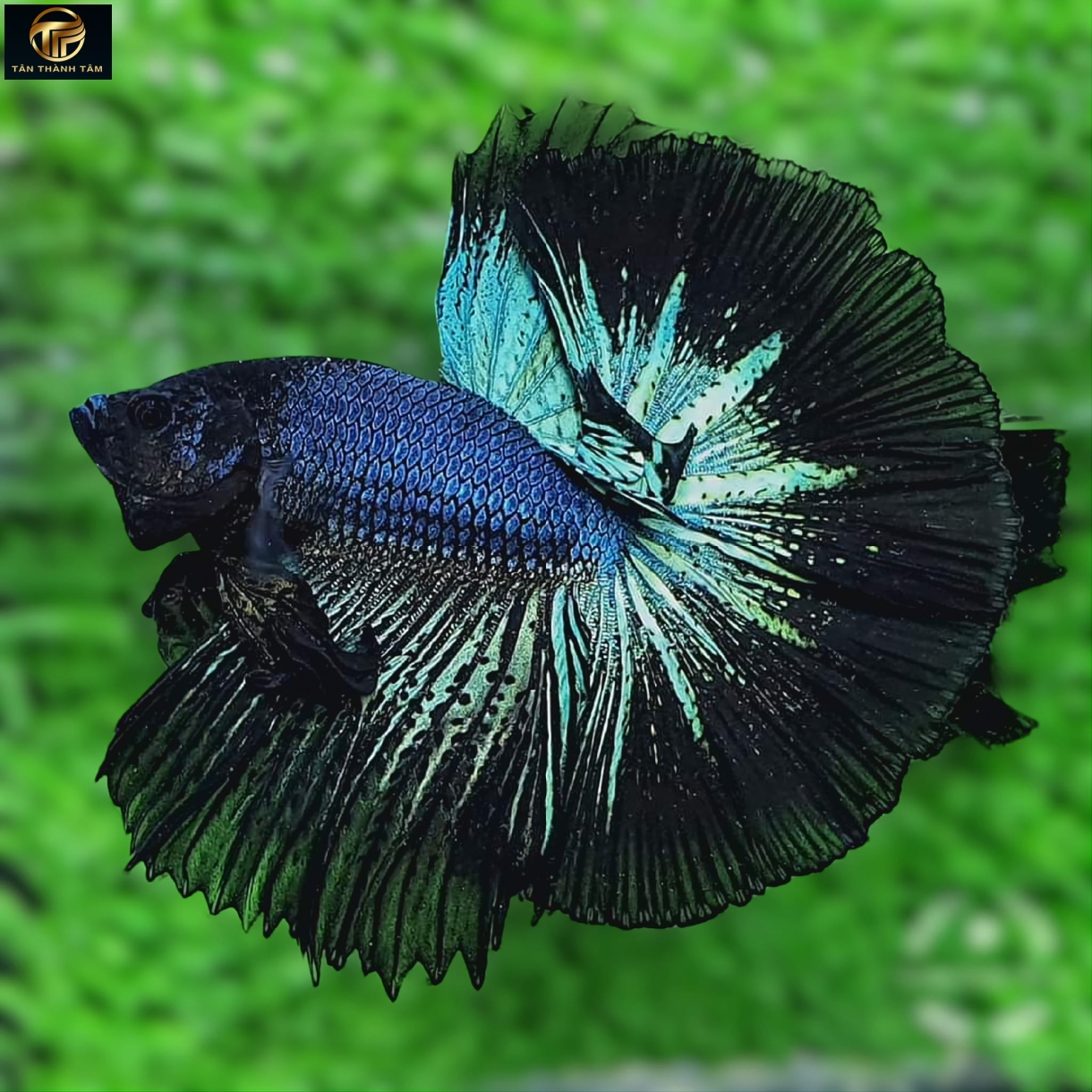 Blue Steel Black Lace Halfmoon /Cá Betta đuôi dài màu xanh xám– viền đen