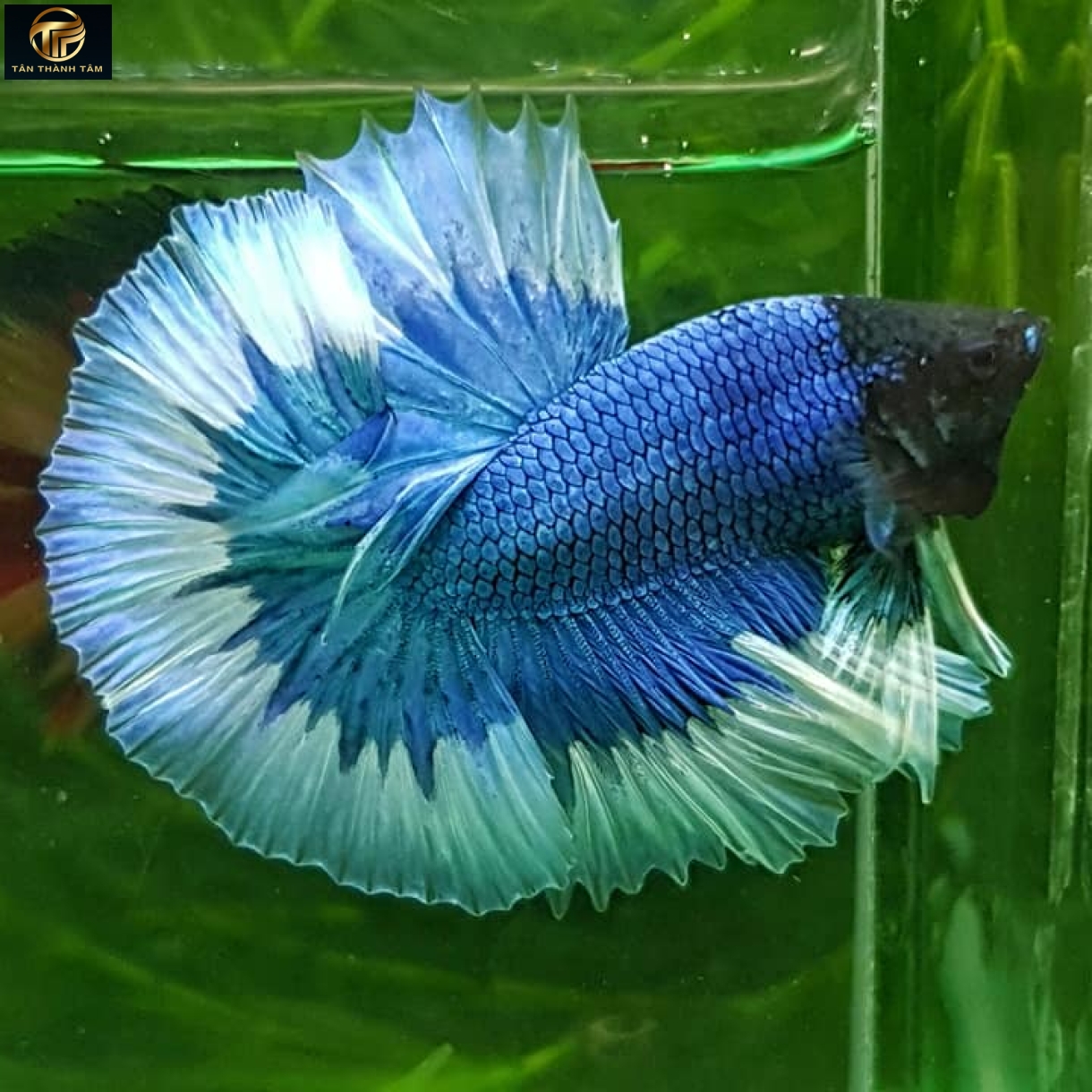Blue Butterfly Halfmoon /Cá Betta đuôi dài màu xanh, viền bươm bướm