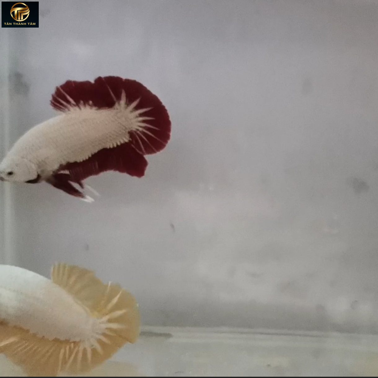 Red Dragon Plakat /Cá Betta Rồng đỏ đuôi ngắn