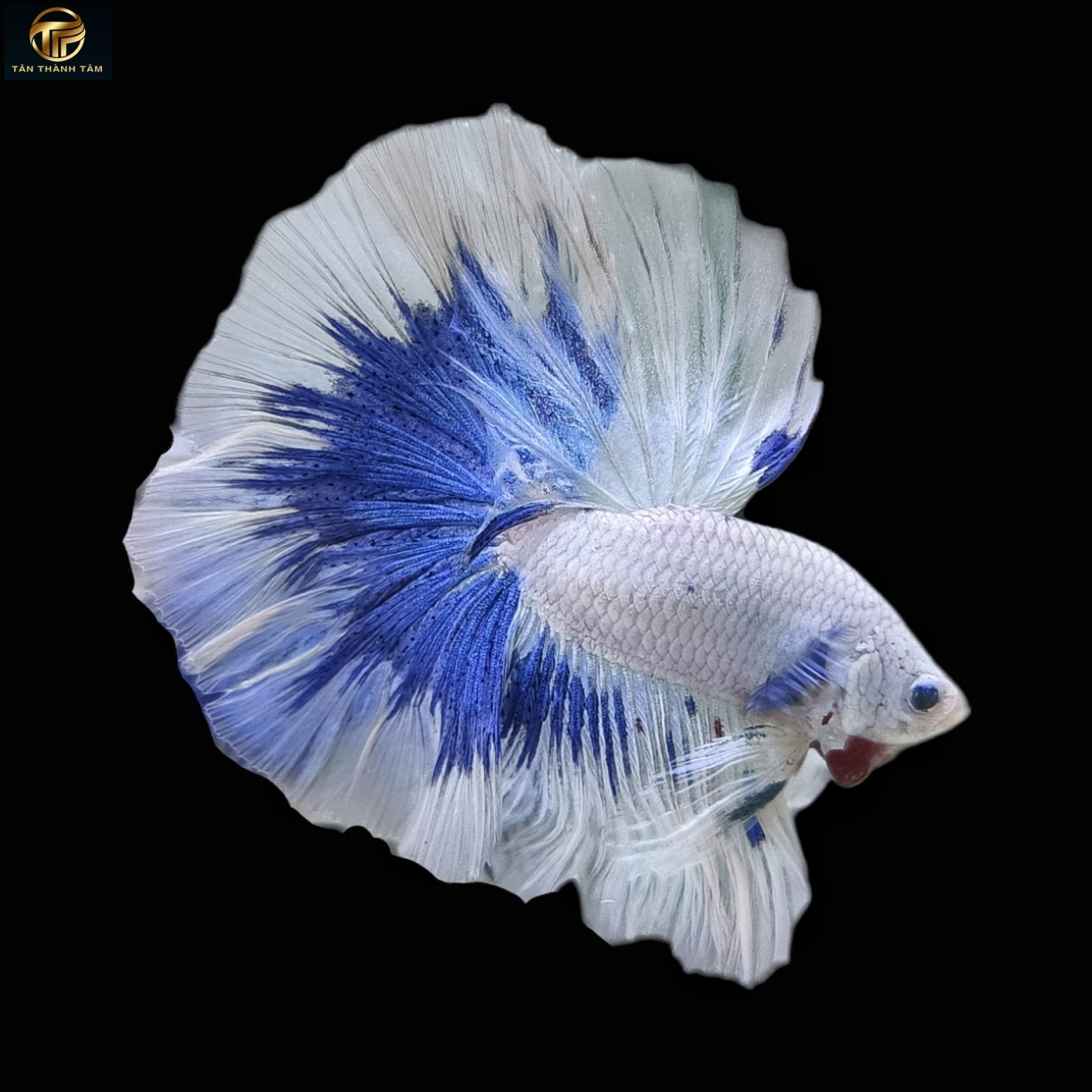 Marble (Blue Rim) Halfmoon /Cá Betta đuôi dài màu trắng, vây, đuôi màu xanh