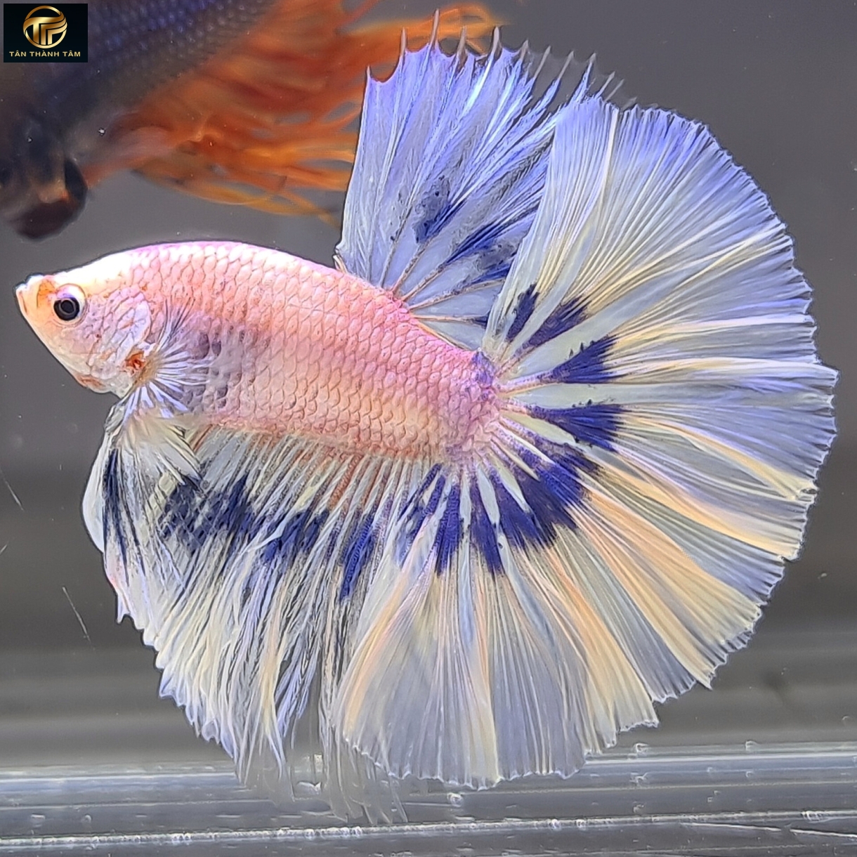 Marble (Blue Rim) Halfmoon /Cá Betta đuôi dài màu trắng, vây, đuôi màu xanh