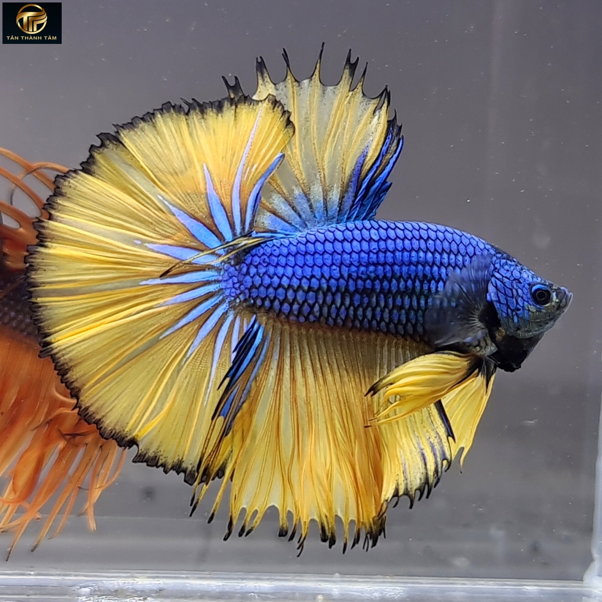 Mustargas Halfmoon /Cá Betta đuôi dài màu xanh, vây, đuôi màu vàng