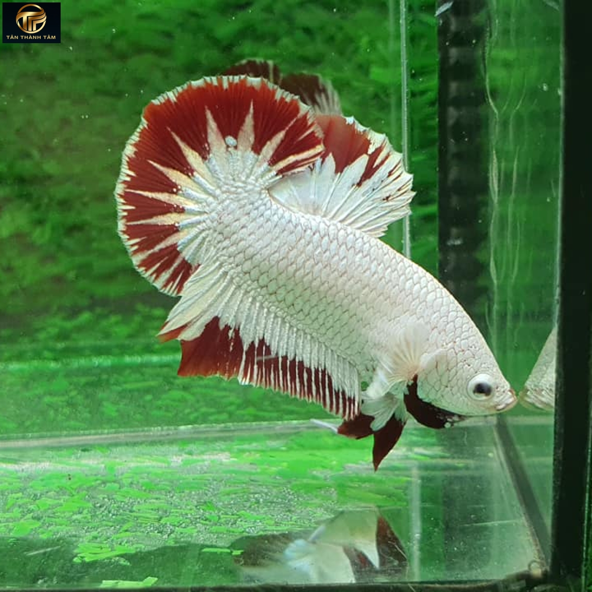 Red Snow Dragon Plakat /Cá Betta Rồng ruyết đỏ đuôi ngắn