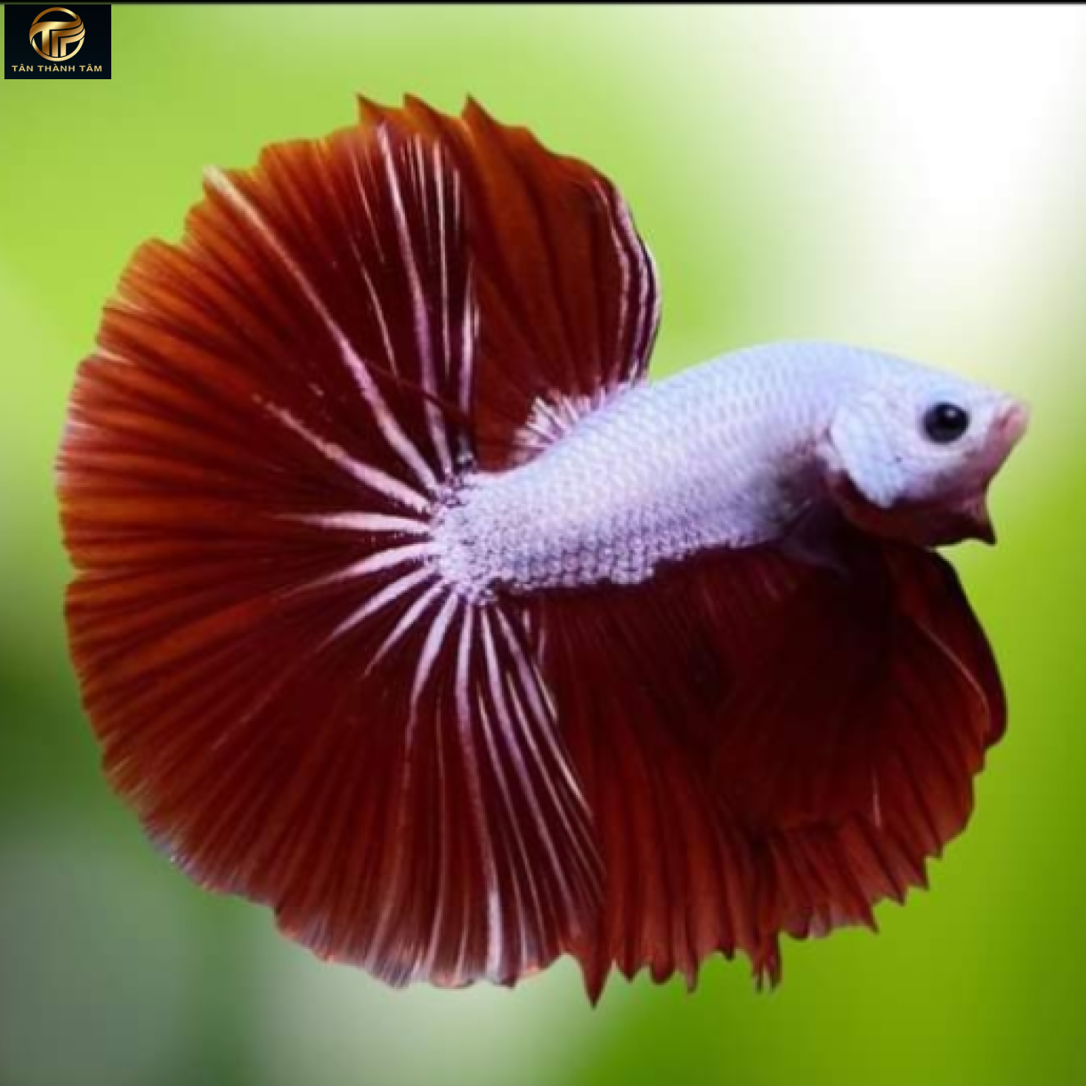 Red Dragon Halfmoon /Cá Betta Rồng đỏ đuôi dài