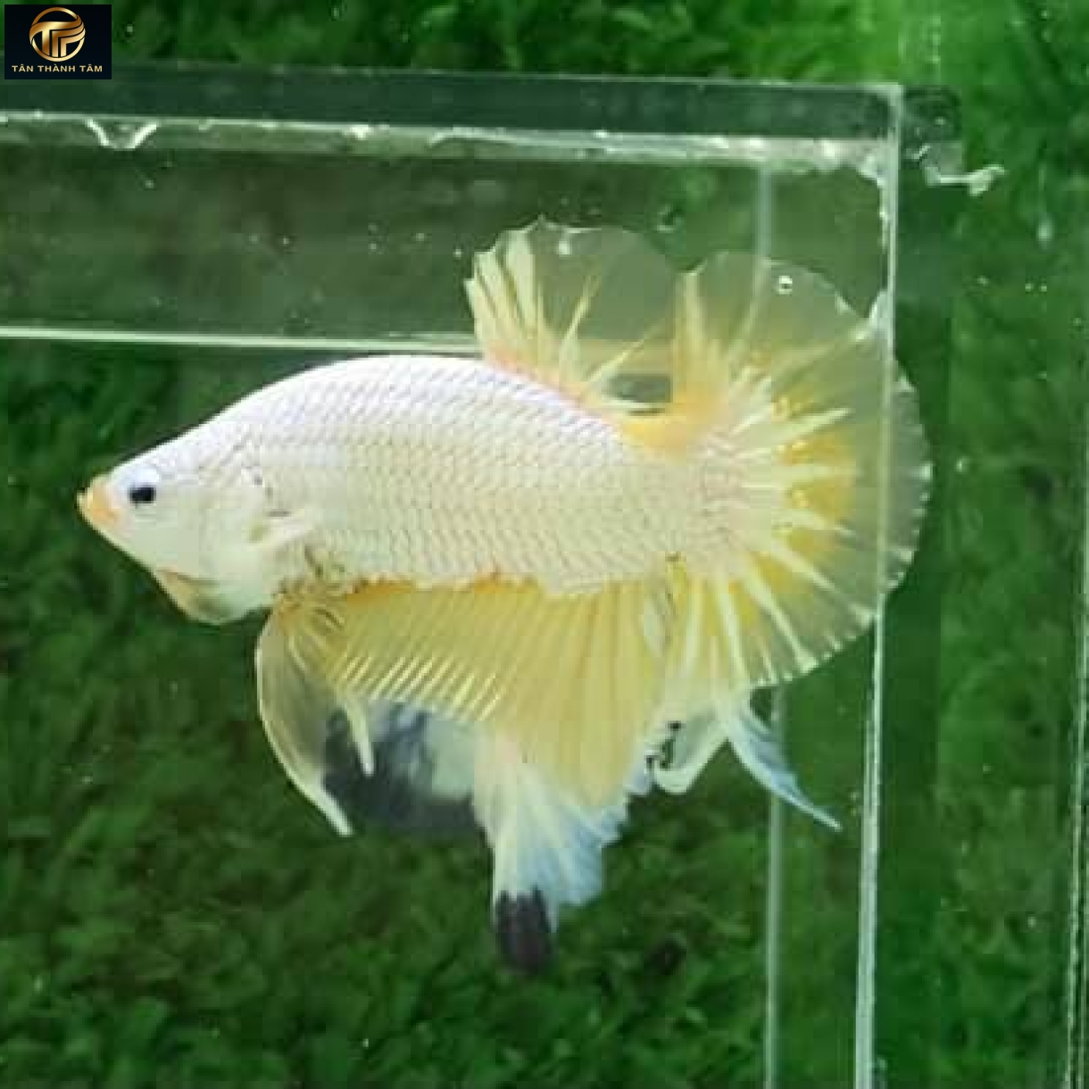 Yellow Snow Dragon Plakat /Cá Betta Rồng ruyết vàng đuôi ngắn