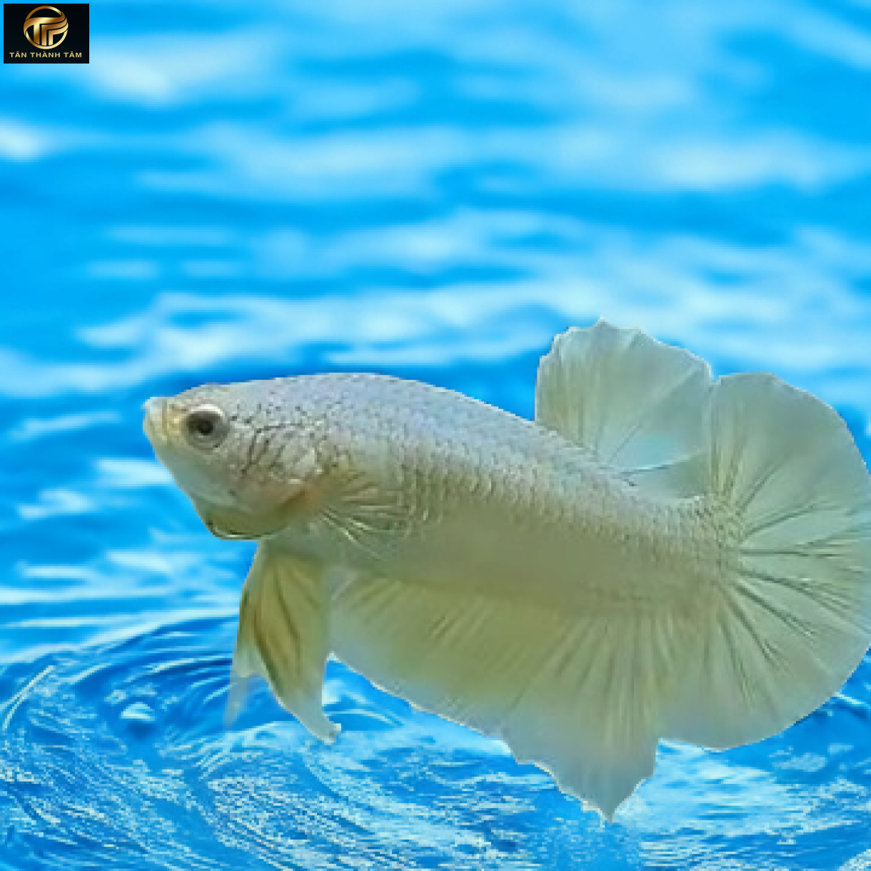Super Gold Plakat /Cá Betta màu vàng ánh kim đuôi ngắn