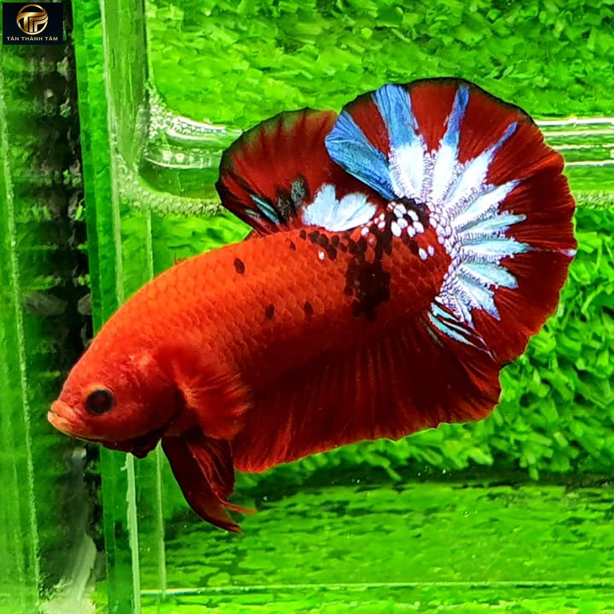 Fancy Red Plakat /Cá Betta nhiều màu, nền đỏ đuôi ngắn