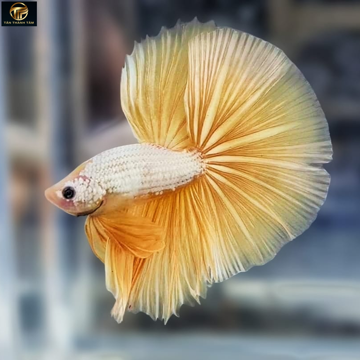 Yellow Dragon Halfmoon /Cá Betta Rồng vàng đuôi dài