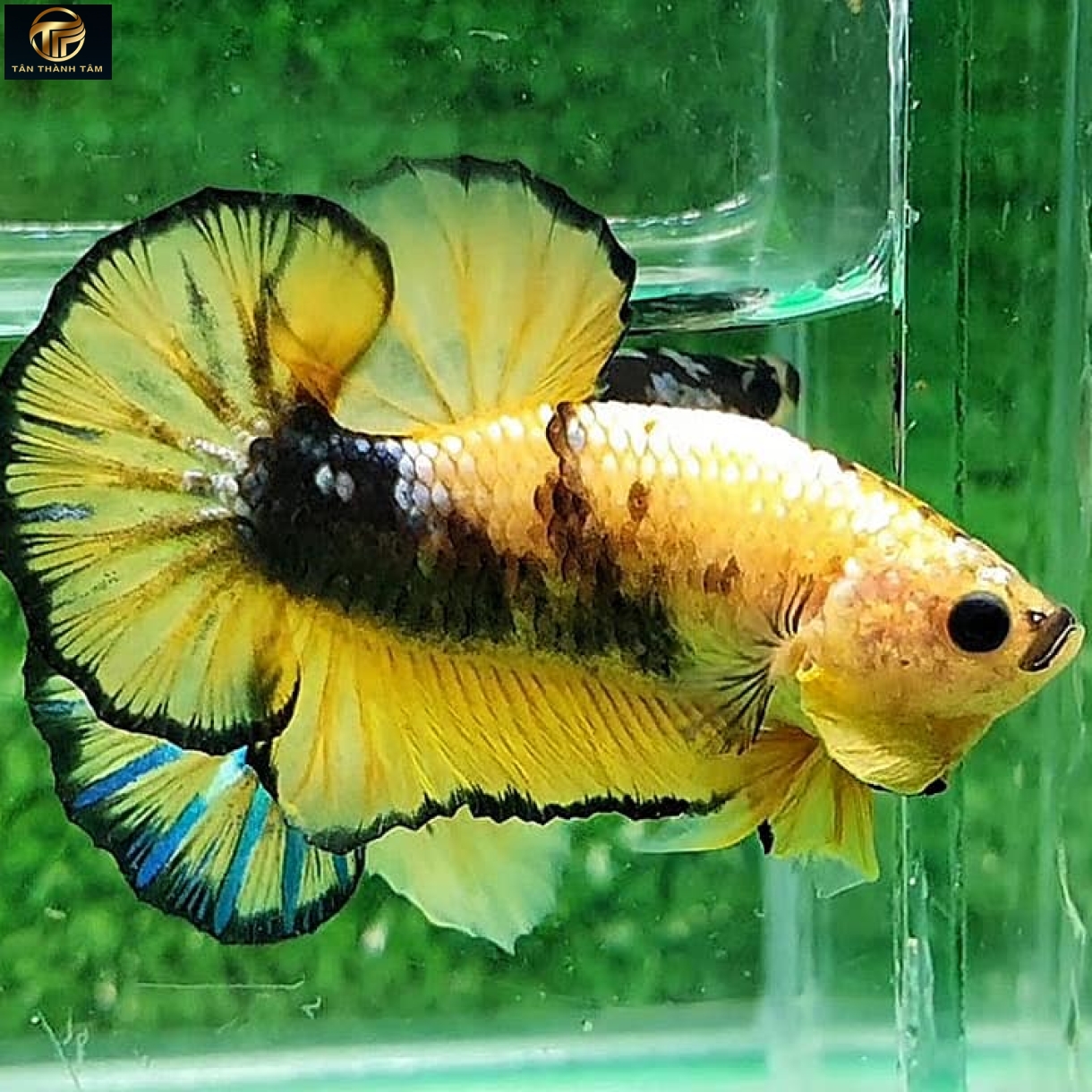 Fancy Yellow Plakat /Cá Betta nhiều màu, nền vàng đuôi ngắn