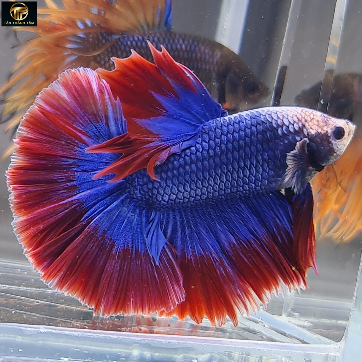 Gizzle Red (Mascot) Halfmoon (Cá Betta đuôi dài, thân xanh điểm muối tiêu, vây, đuôi màu xanh viền đỏ)