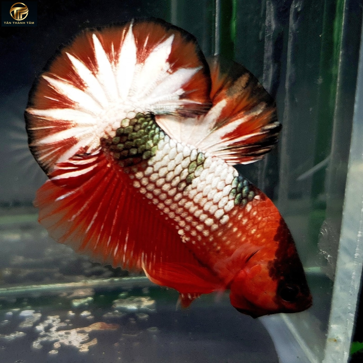 Fancy Coper Red Plakat /Cá Betta đuôi ngắn nhiều màu, nền đỏ, vảy trắng ánh đồng