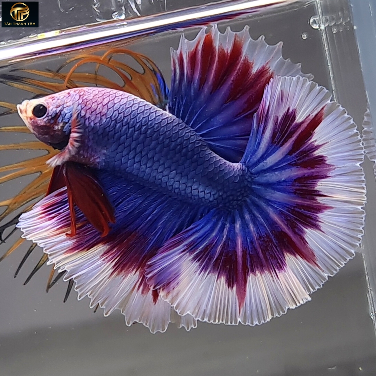 Gizzle Red Halfmoon (Cá Betta đuôi dài, thân xanh điểm muối tiêu, vây, đuôi màu xanh- đỏ)