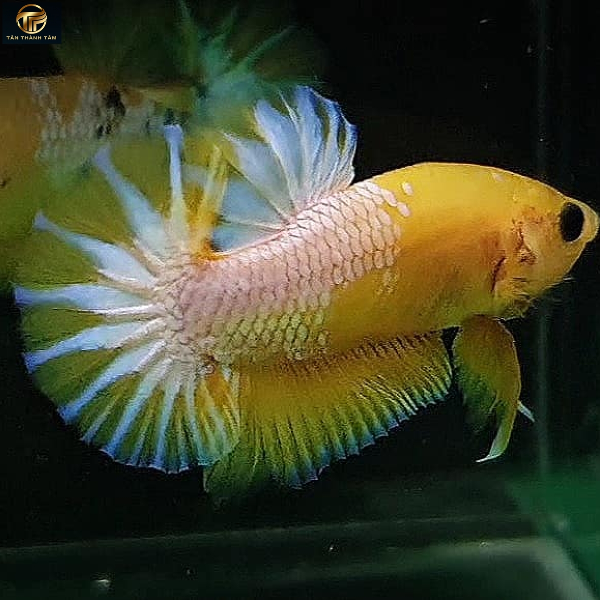 Fancy Coper Yellow Plakat /Cá Betta đuôi ngắn nhiều màu, nền vàng, vảy trắng ánh đồng