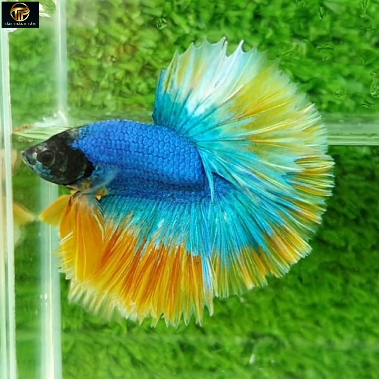 Gizzle Yellow Halfmoon (Cá Betta đuôi dài, thân xanh điểm muối tiêu, vây, đuôi màu xanh -vàng)