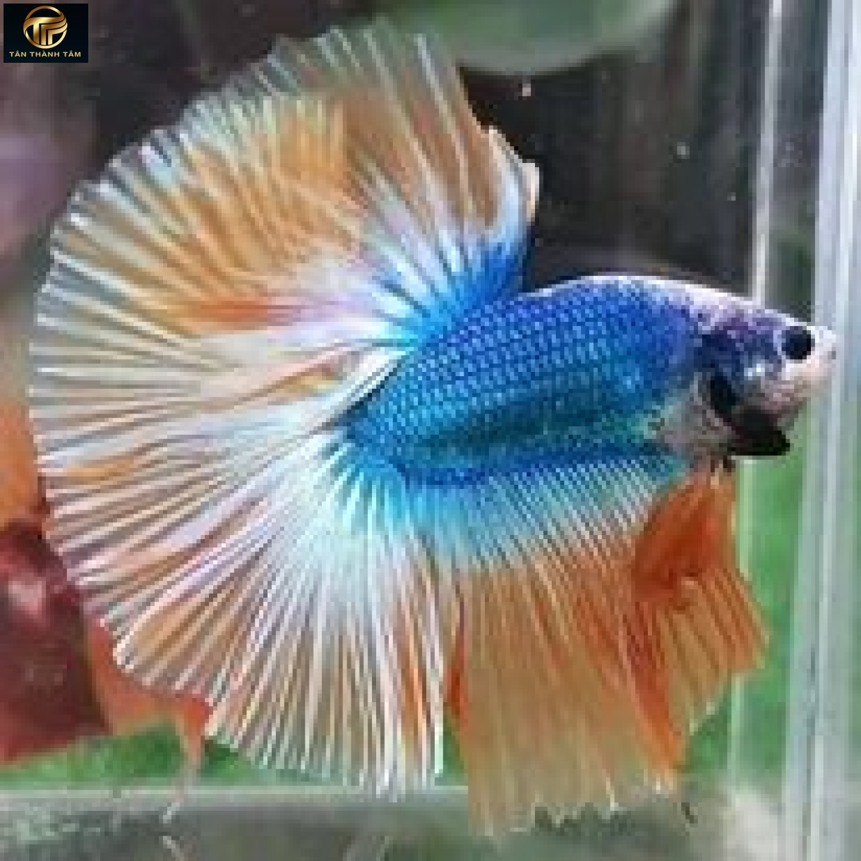 Gizzle Yellow Halfmoon (Cá Betta đuôi dài, thân xanh điểm muối tiêu, vây, đuôi màu xanh -vàng)