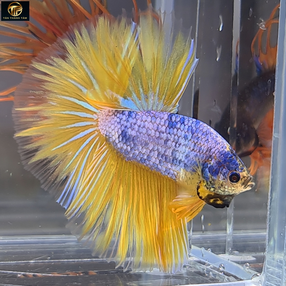 Gizzle Fancy Yellow Halfmoon (Cá Betta đuôi dài, thân trắng điểm xanh điểm muối tiêu, vây, đuôi màu vàng)