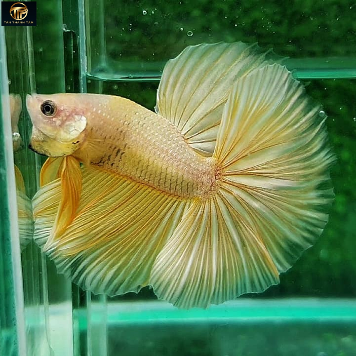 Gizzle Copper Halfmoon (Cá Betta đuôi dài, thân vàng ánh đồng điểm muối tiêu, vây, đuôi màu vàng)