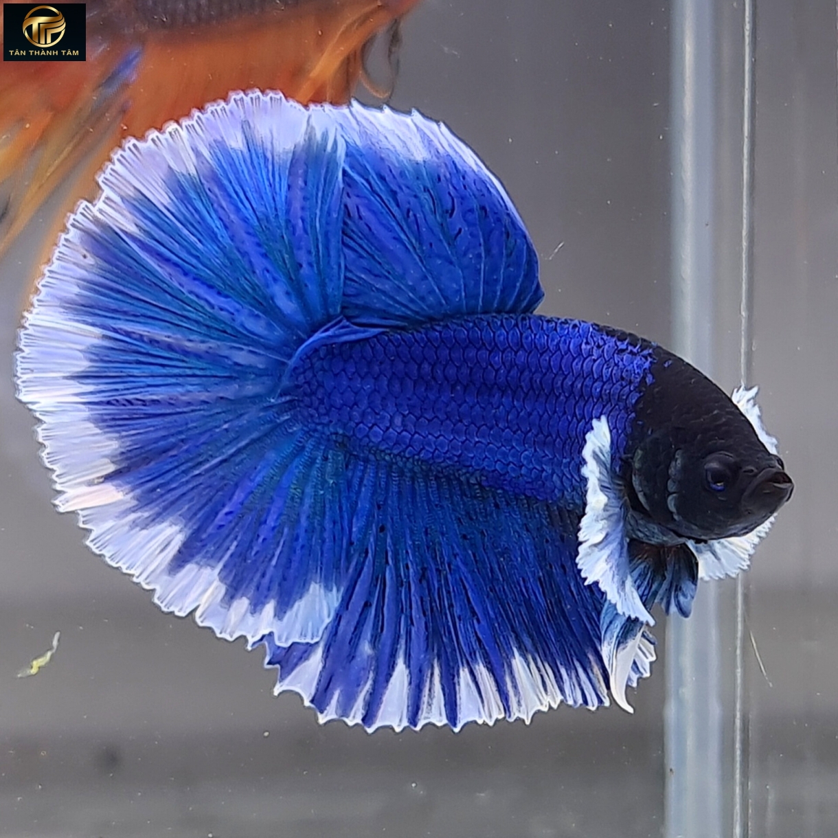 Dumbo Blue Halfmoon (Cá Betta tay to đuôi dài, màu xanh)