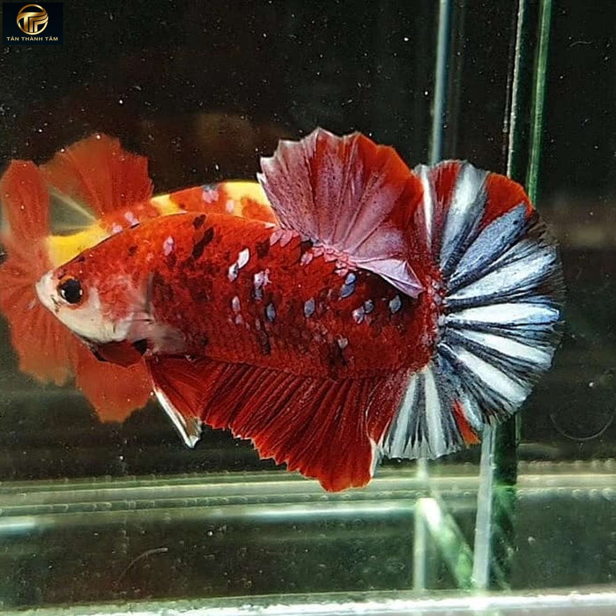 Koi Nemo Coper Plakat/ /Cá Betta Koi đuôi ngắn nhiều màu, vảy ánh đồng