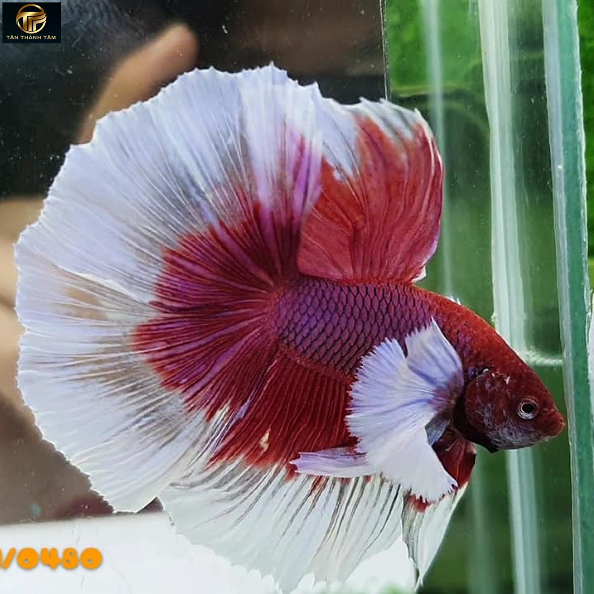 Dumbo Lavender Halfmoon (Cá Betta tay to đuôi dài, màu tím)