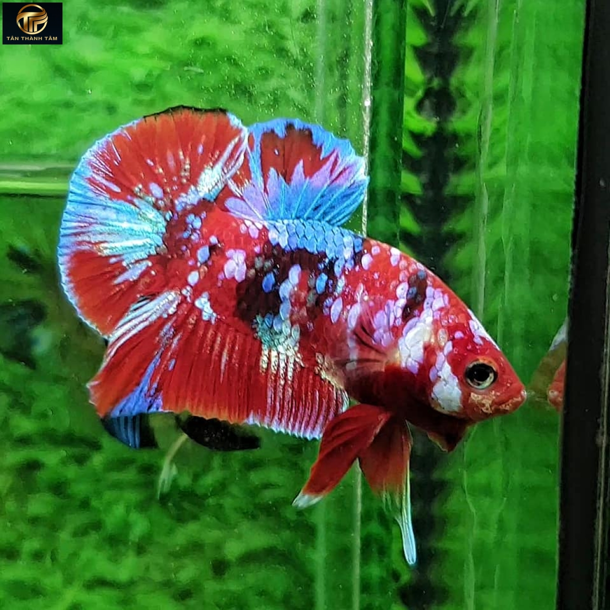 Koi Red Galaxy Plakat /Cá Betta Koi đuôi ngắn màu đỏ, vảy chấm