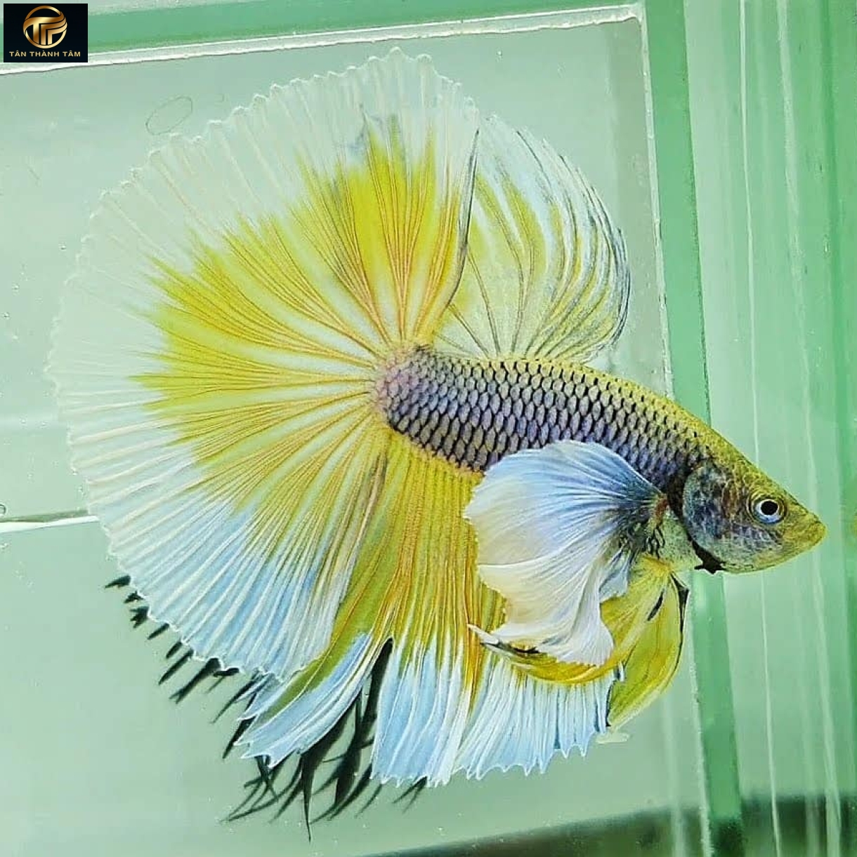 Dumbo Pineapple HM, Cá Betta tay to đuôi dài, màu vàng dứa