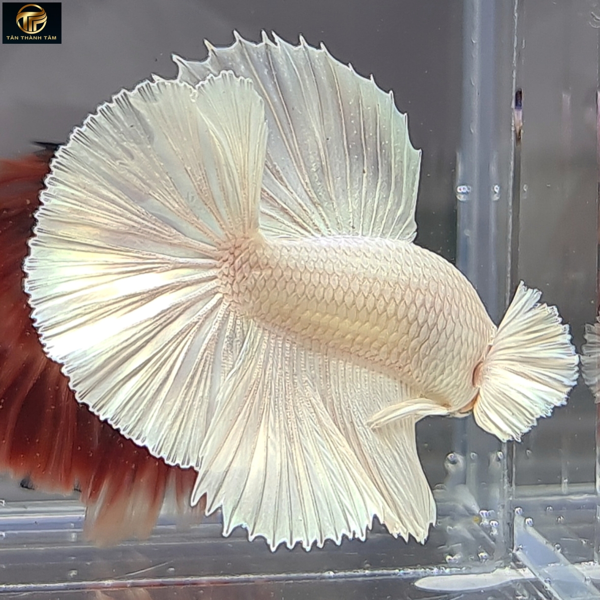 Dumbo White Halfmoon (Cá Betta tay to đuôi dài, màu trắng)