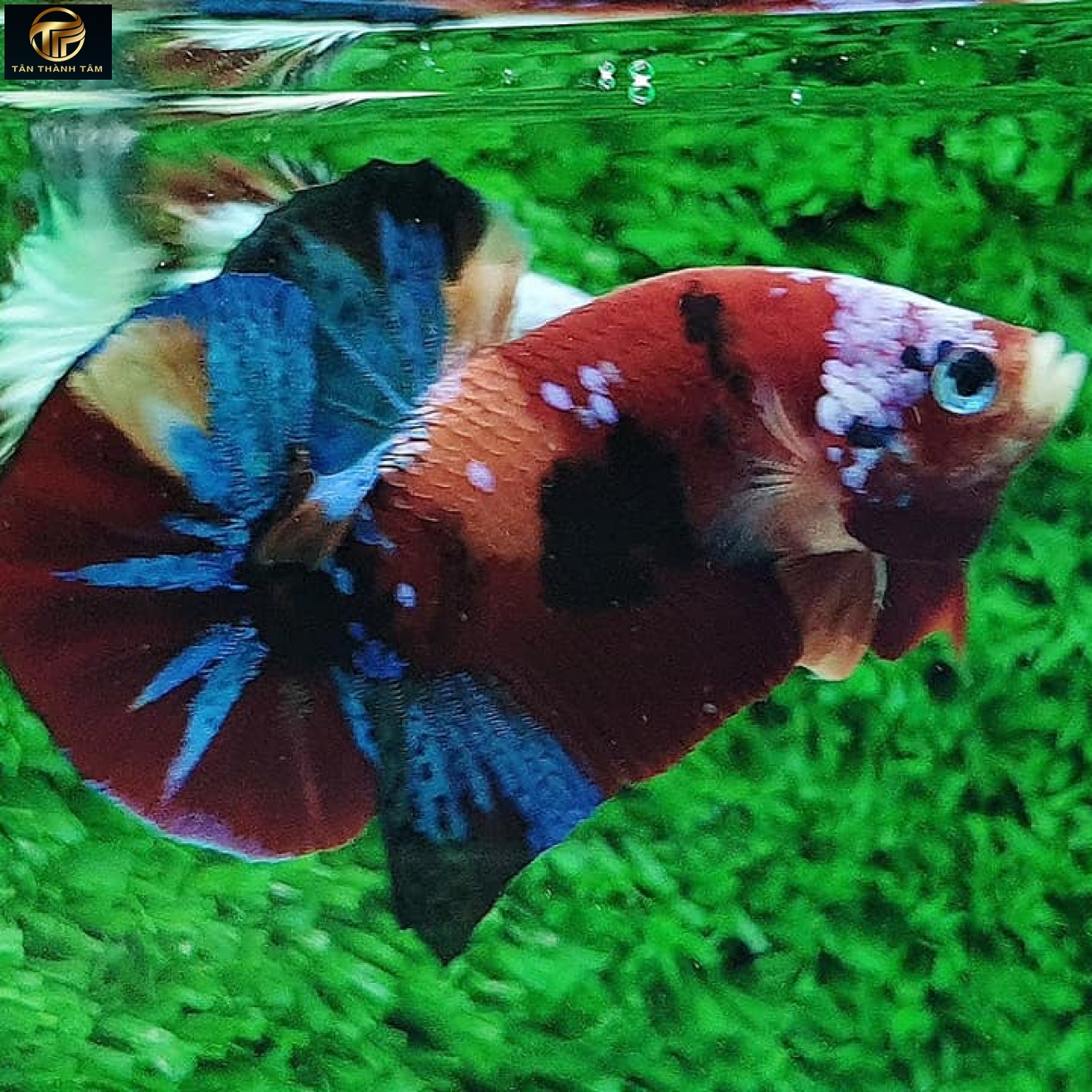 Koi Multicolor Plakat /Cá Betta Koi đuôi ngắn nhiều màu