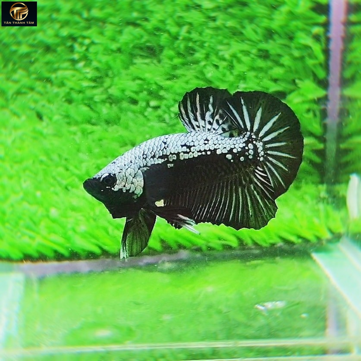 Black Samurai Plakat /Cá Betta đuôi ngắn, màu đen vảy trắng ít