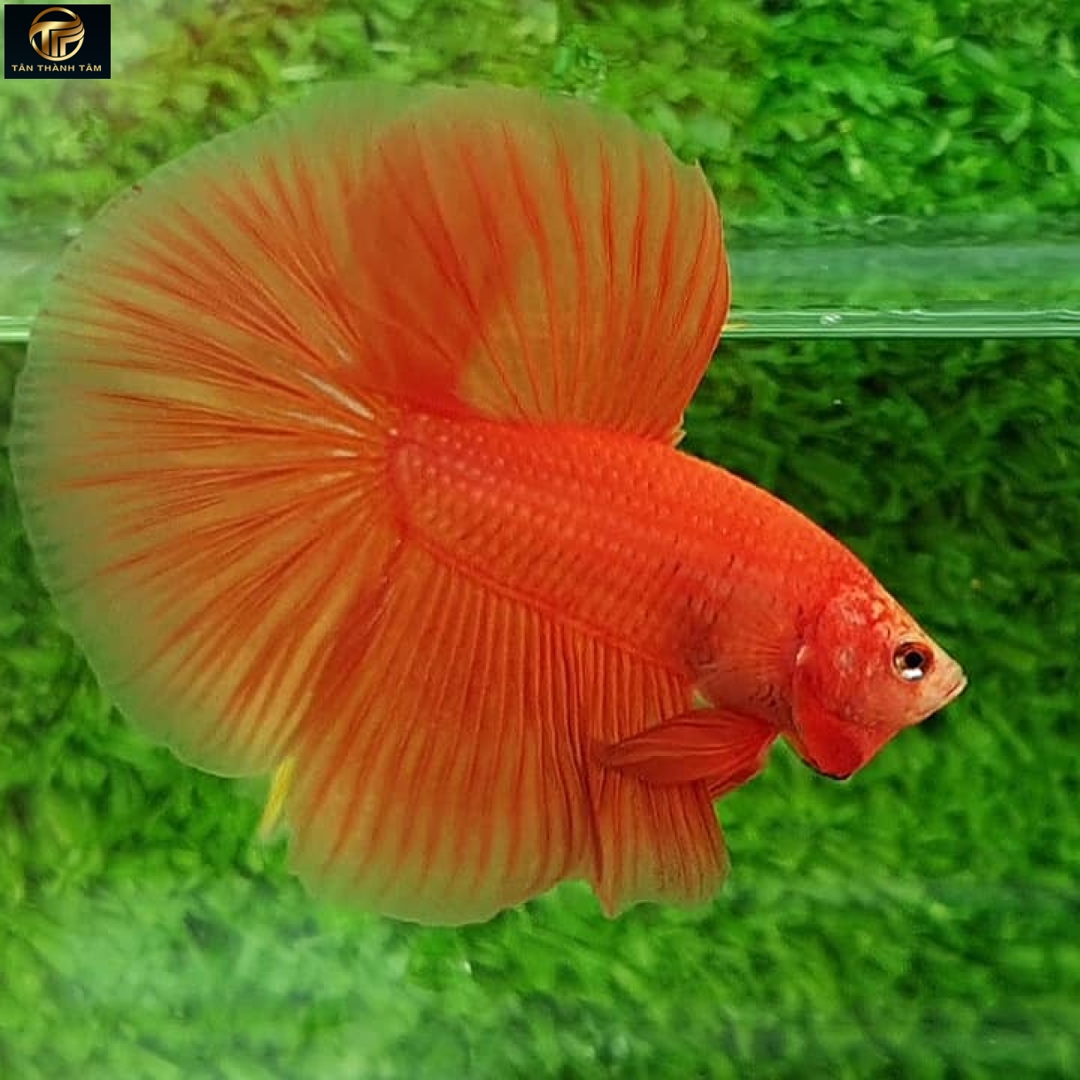 Super Organce Halfmoon /Cá Betta đuôi dài màu cam