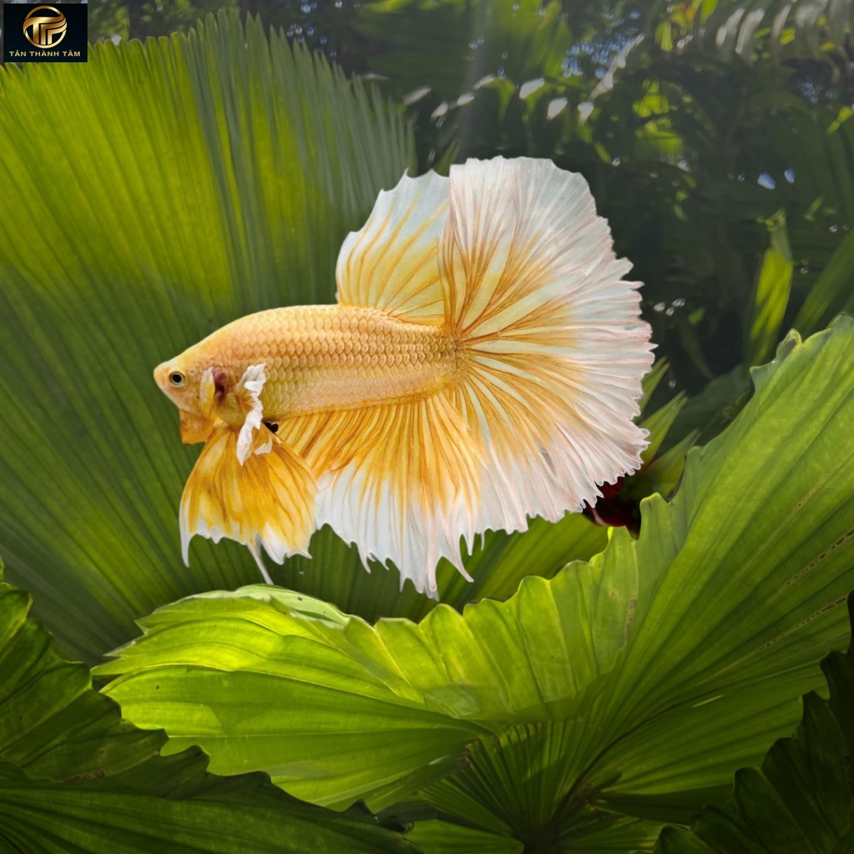 Dumbo Gold Halfmoon (Cá Betta tay to đuôi dài, màu vàng ánh kim)