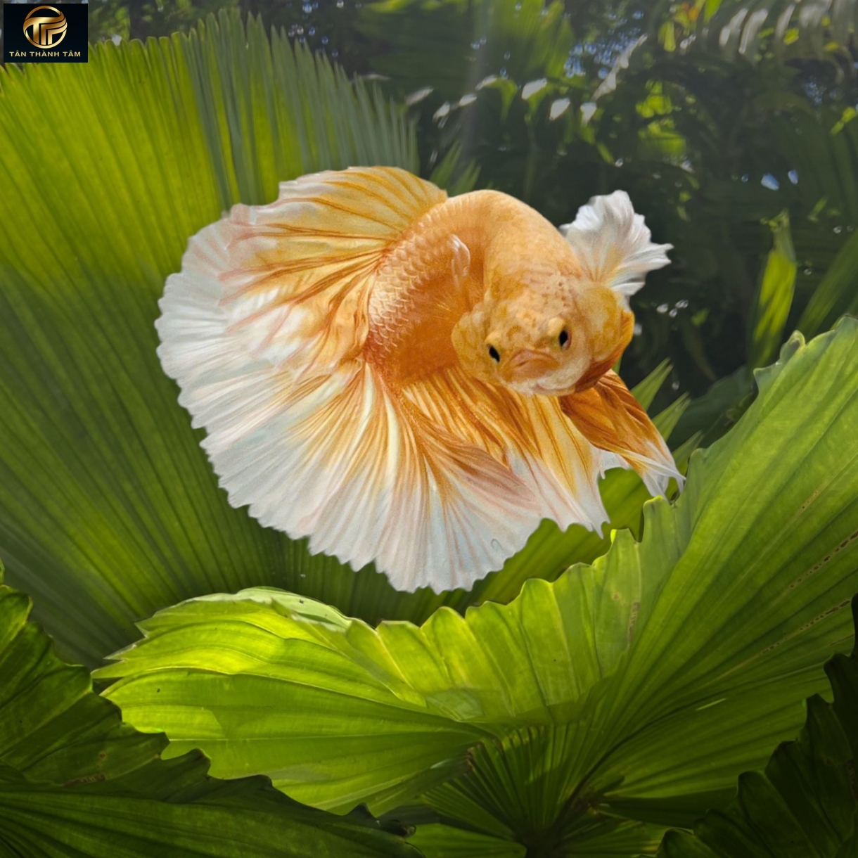 Dumbo Gold Halfmoon (Cá Betta tay to đuôi dài, màu vàng ánh kim)