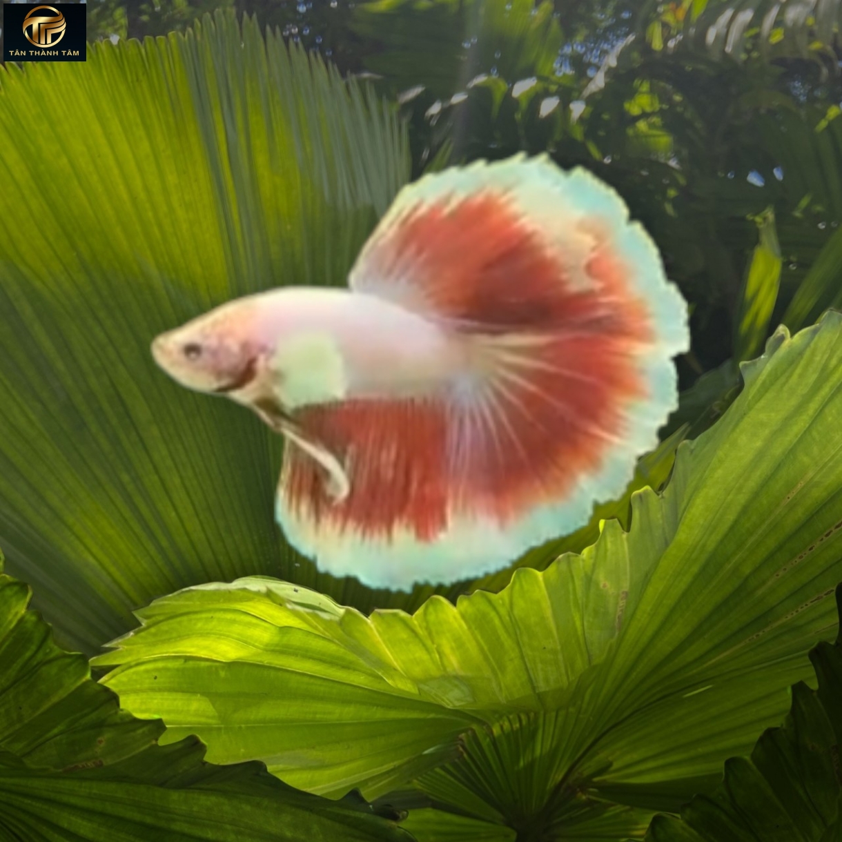 Dumbo Fancy Halfmoon (Cá Betta tay to đuôi dài, đa sắc màu)