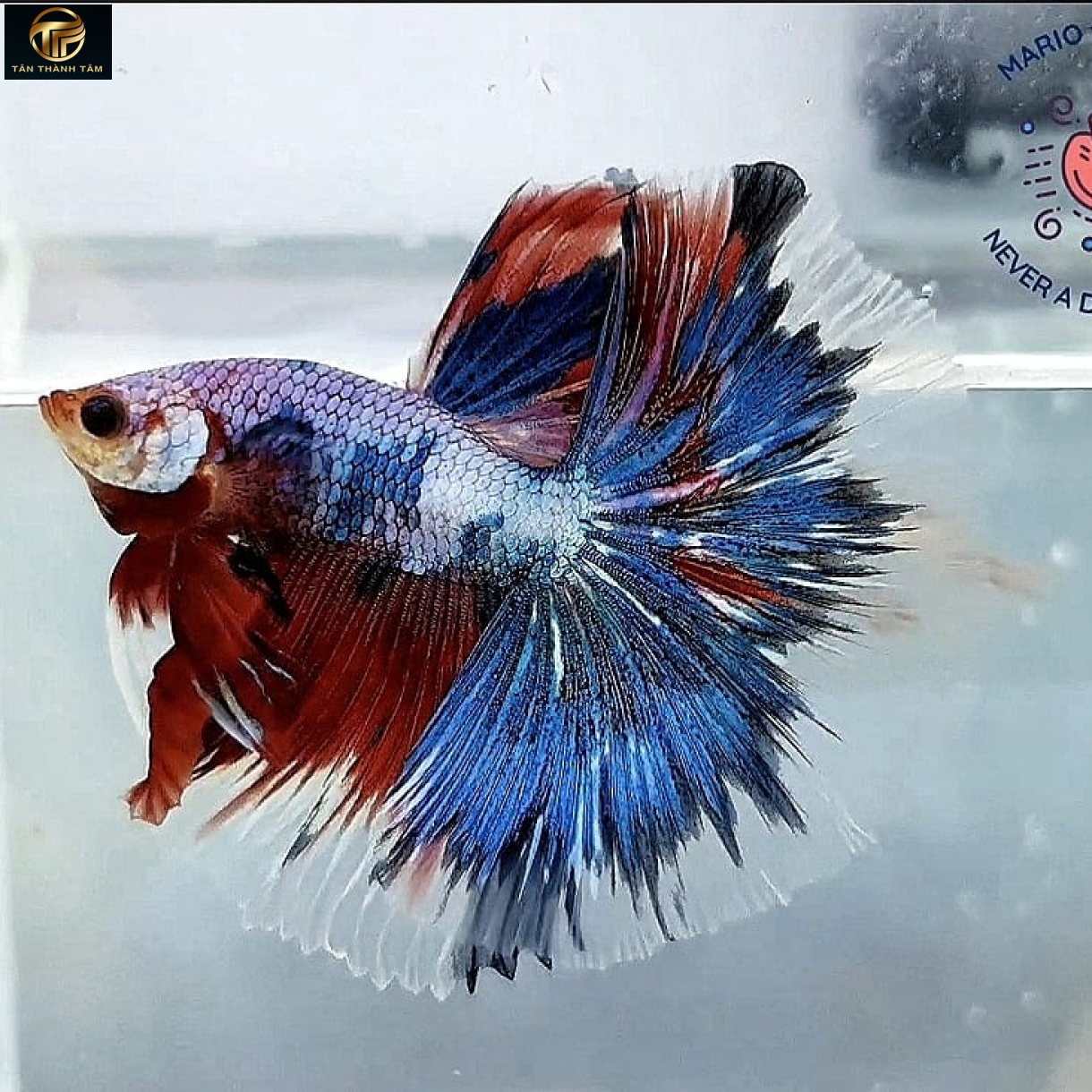 Fancy Halfmoon (Cá Betta đuôi dài, đa sắc màu)