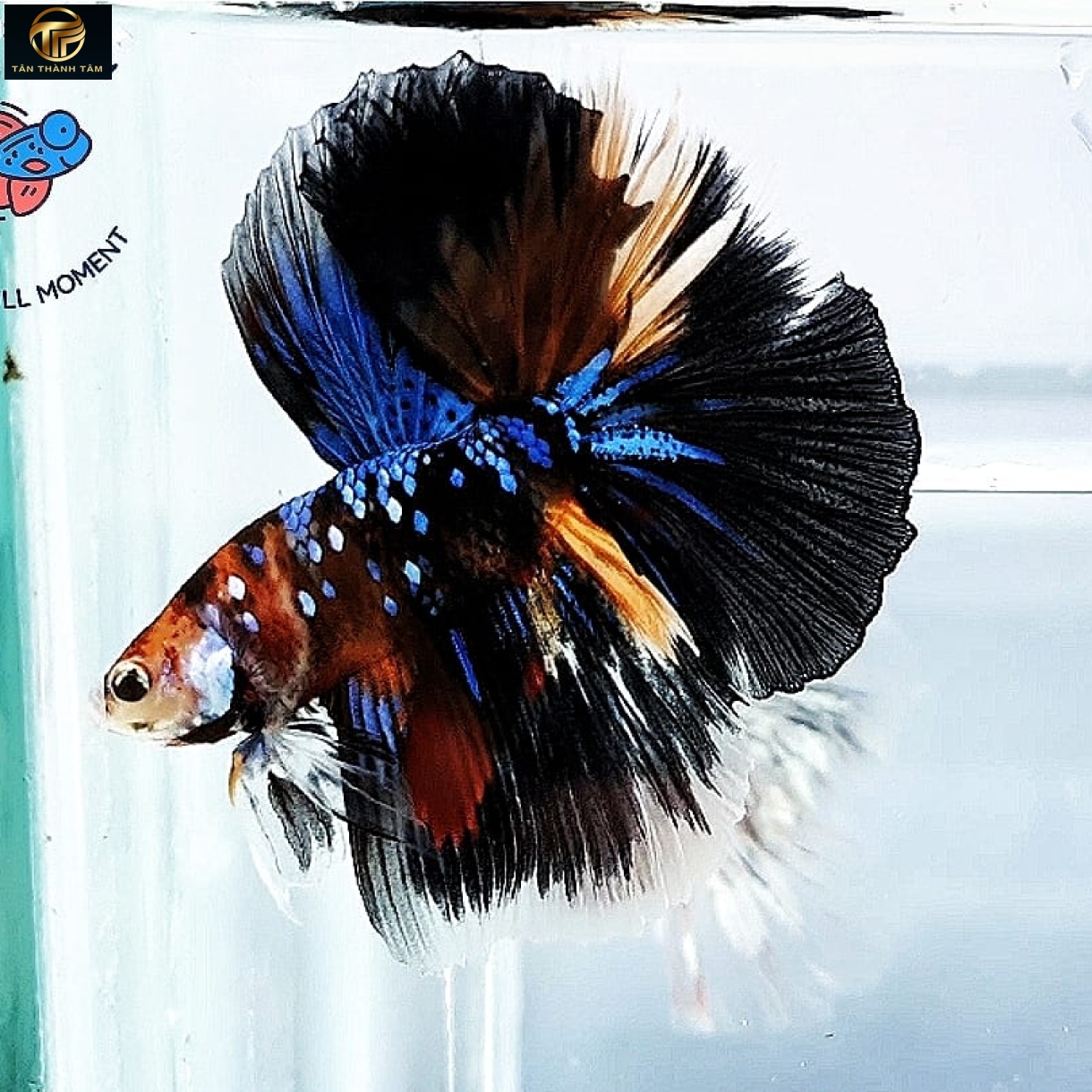 Koi Nemo Halfmoon (Cá Betta đuôi dài, màu koi đa sắc)