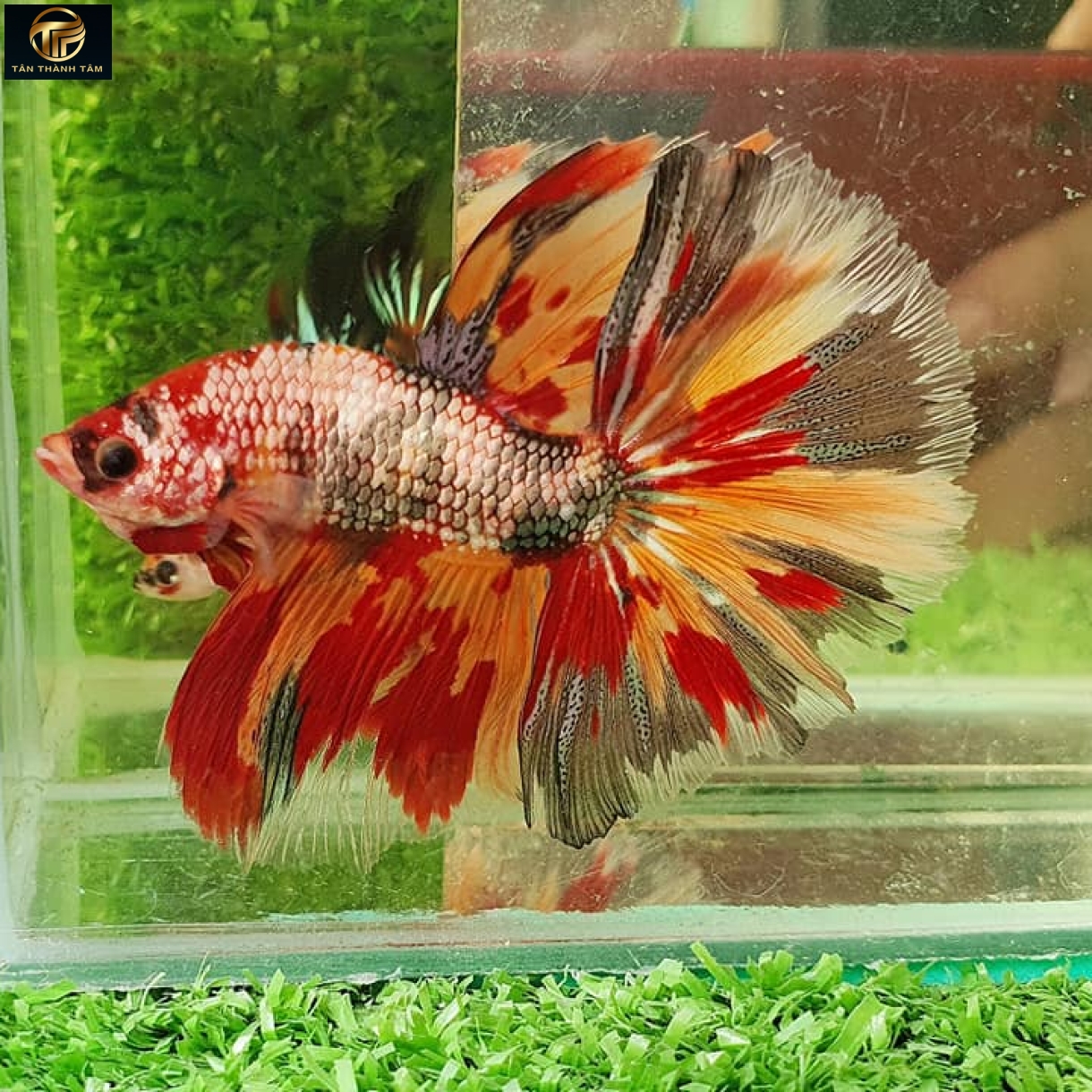 Koi Copper Halfmoon (Cá Betta đuôi dài, màu koi đa sắc, ánh đồng)