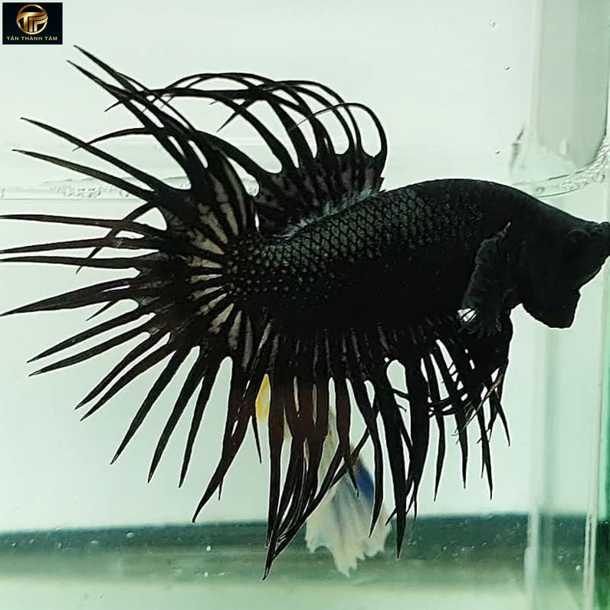 Crowntail Black Halfmoon (Cá Betta đuôi tưa dài, màu đen)