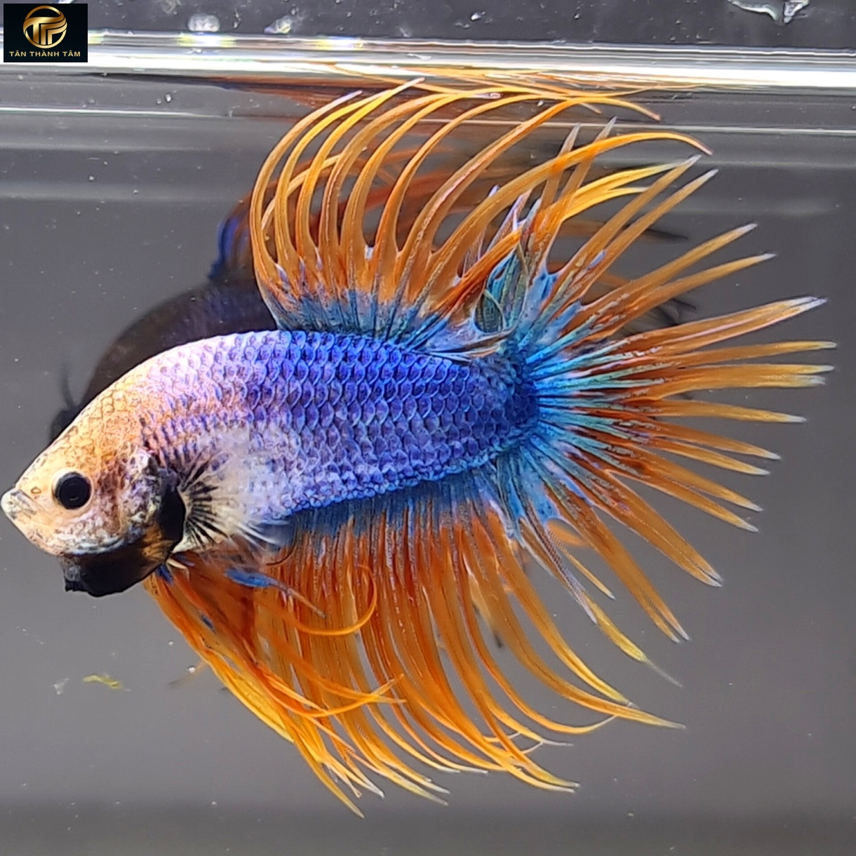 Crowntail Gizzle Yellow Halfmoon (Cá Betta đuôi tưa dài, thân màu xanh muối tiêu, vây đuôi màu vàng)