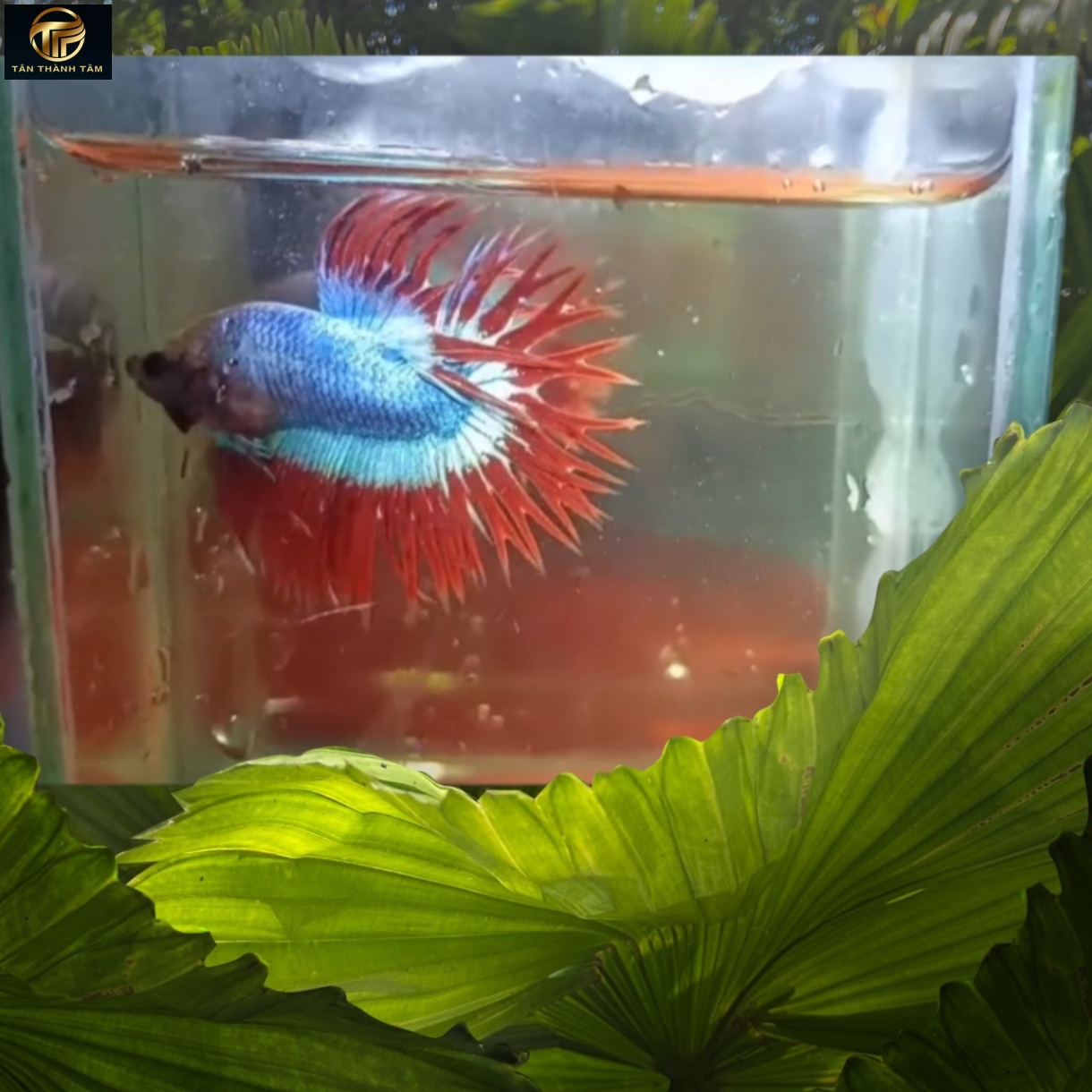 Crowntail Gizzle Red Halfmoon (Cá Betta đuôi tưa dài, thân màu xanh muối tiêu, vây đuôi màu đỏ)
