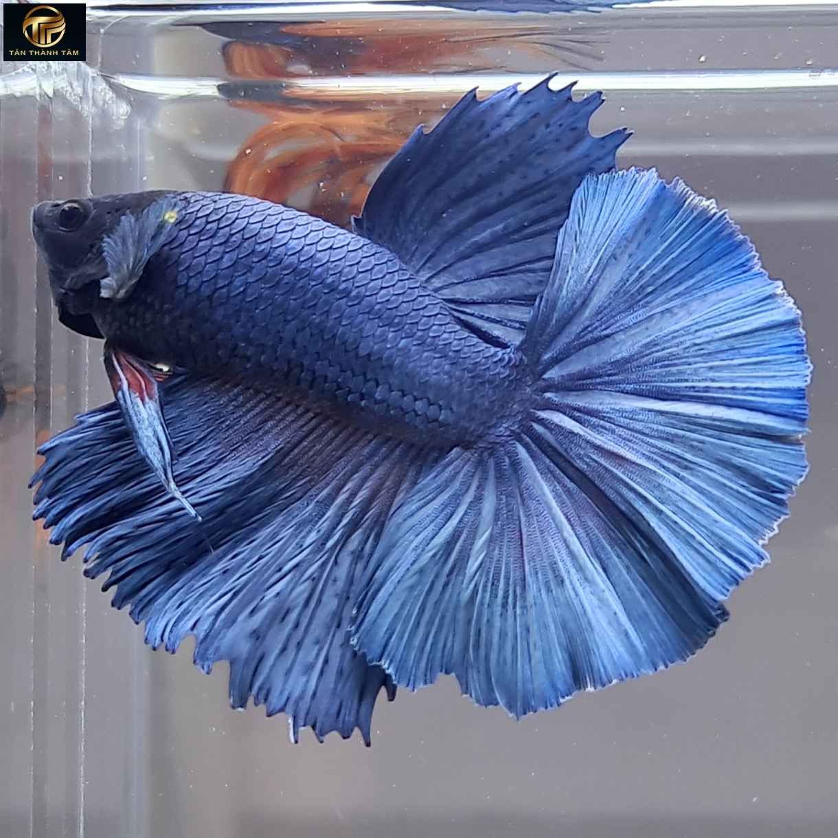 Super Blue Halfmoon /Cá Betta đuôi dài màu xanh